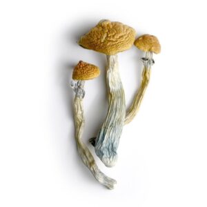 Lyophilized Goldmember Magic Mushrooms for sale